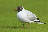 Black-headed Gullborder=